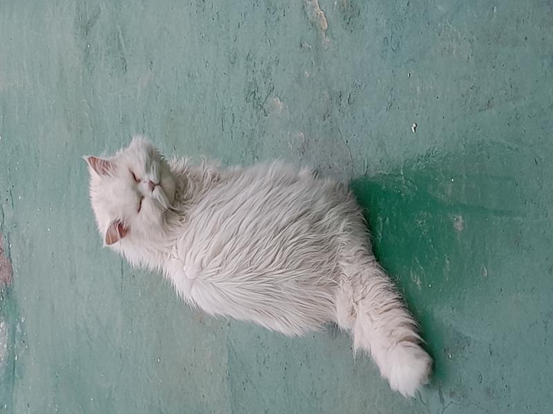 Ű Ӱ