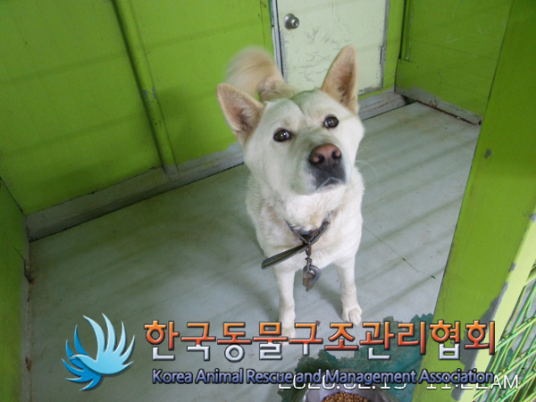 대화사 이미지