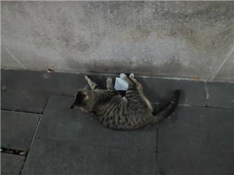 아모레서구 이미지