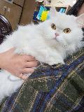 유기동물 이미지 파일 입니다.