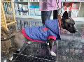 유기동물 이미지 파일 입니다.