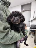 유기동물 이미지 파일 입니다.