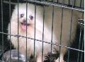 유기동물 이미지 파일 입니다.