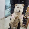 유기동물 이미지 파일 입니다.