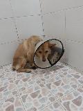 믹스견 이미지 파일 입니다.