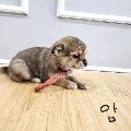 믹스견 이미지 파일 입니다.