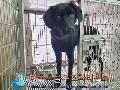 믹스견 이미지 파일 입니다.