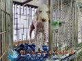믹스견 이미지 파일 입니다.