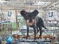 믹스견 이미지 파일 입니다.