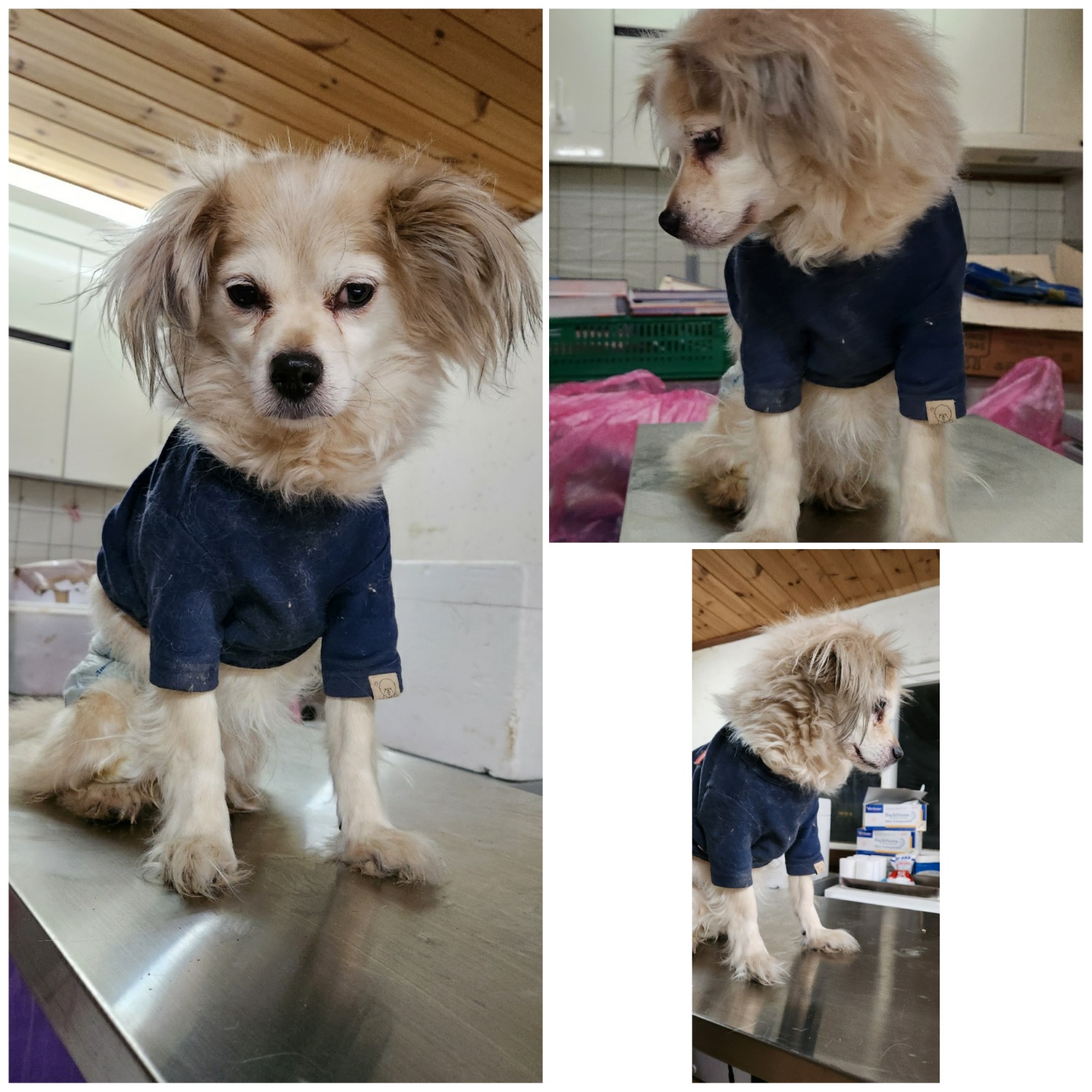 믹스견 이미지 파일 입니다.