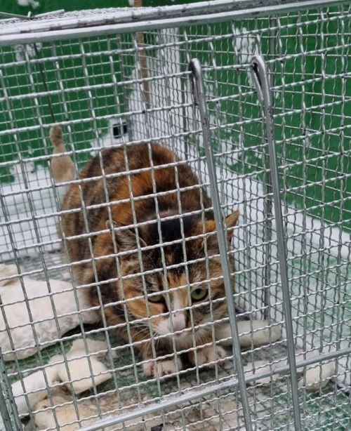 한국 고양이 이미지 파일 입니다.