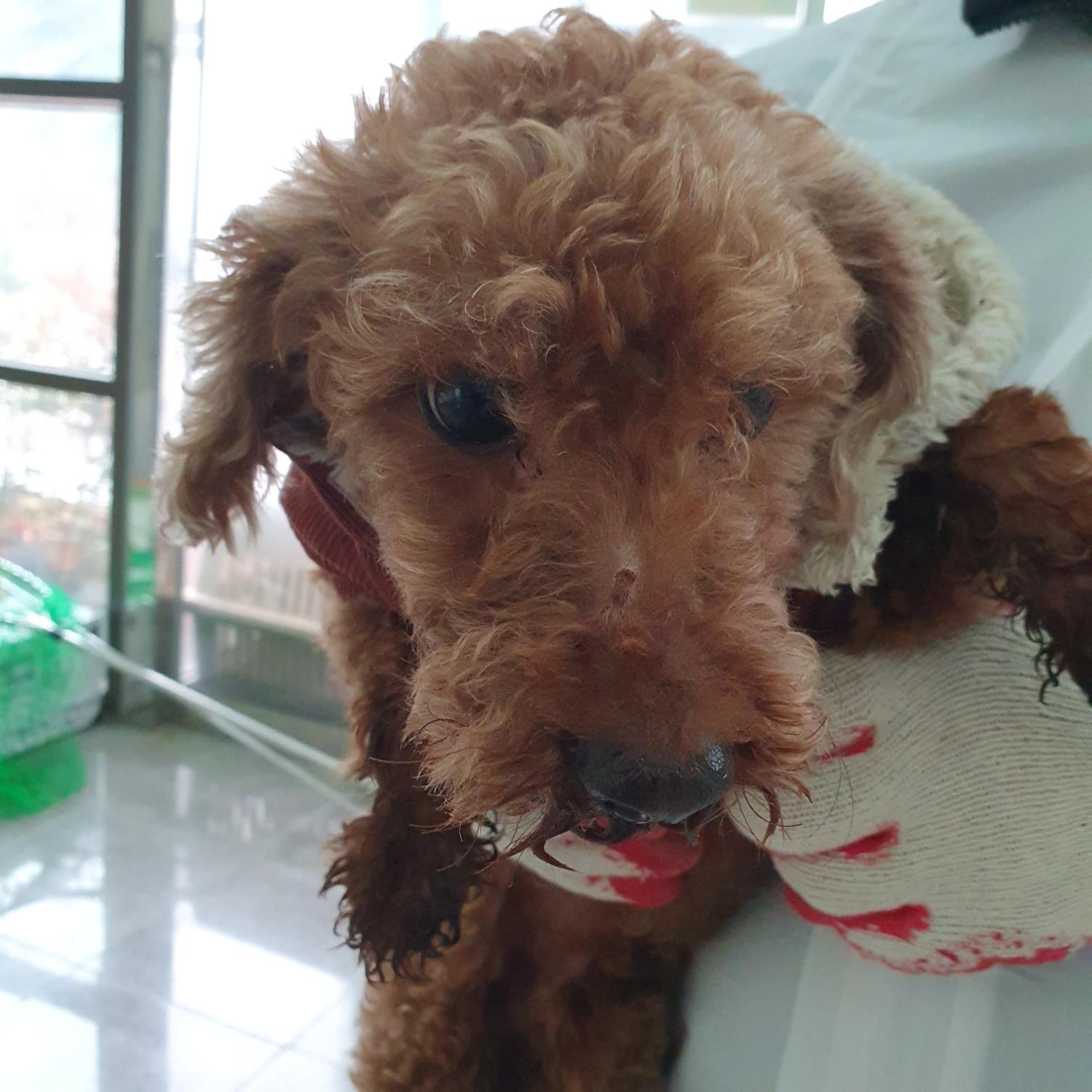 푸들 이미지 파일 입니다.