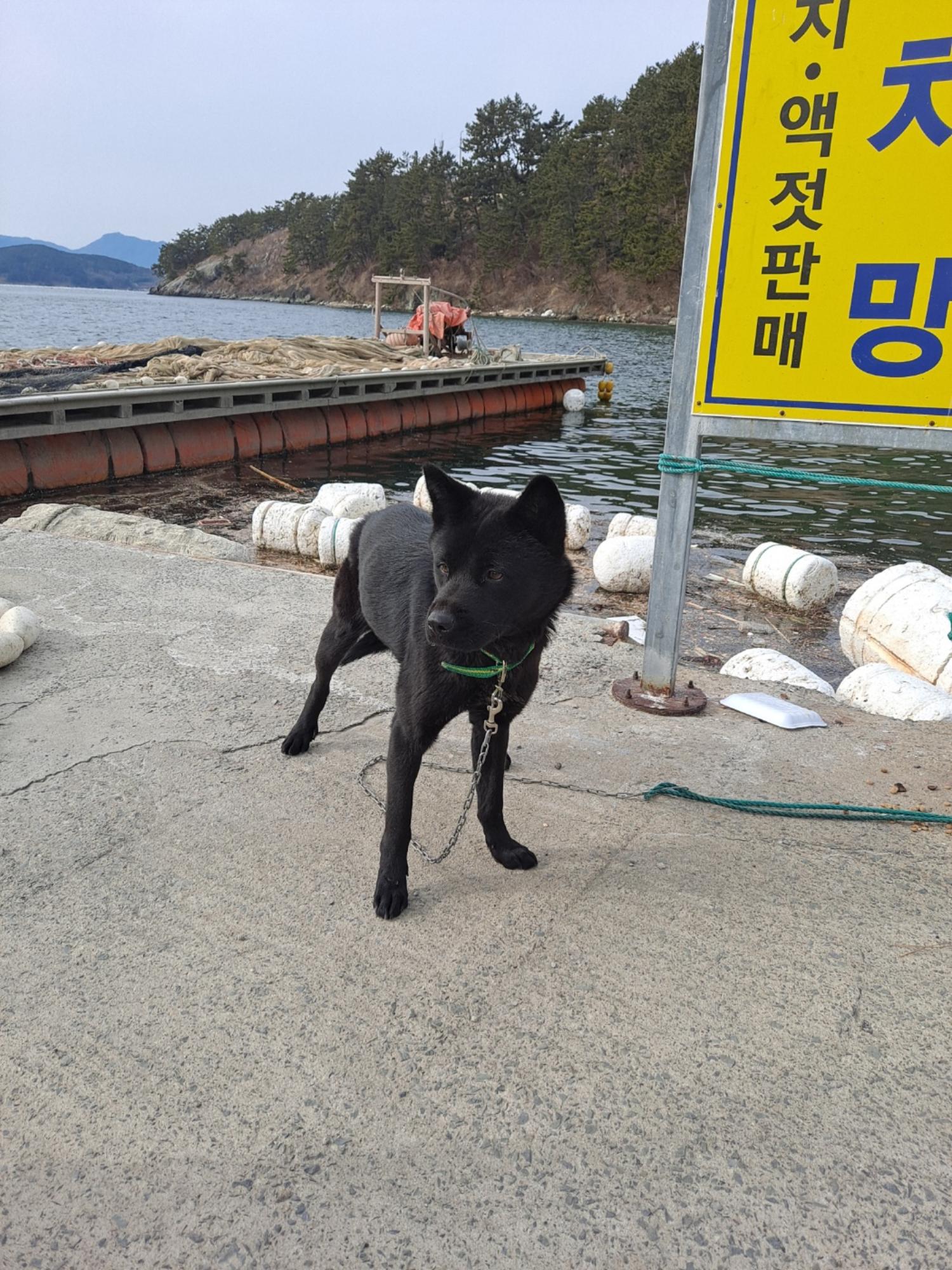 믹스견 이미지 파일 입니다.