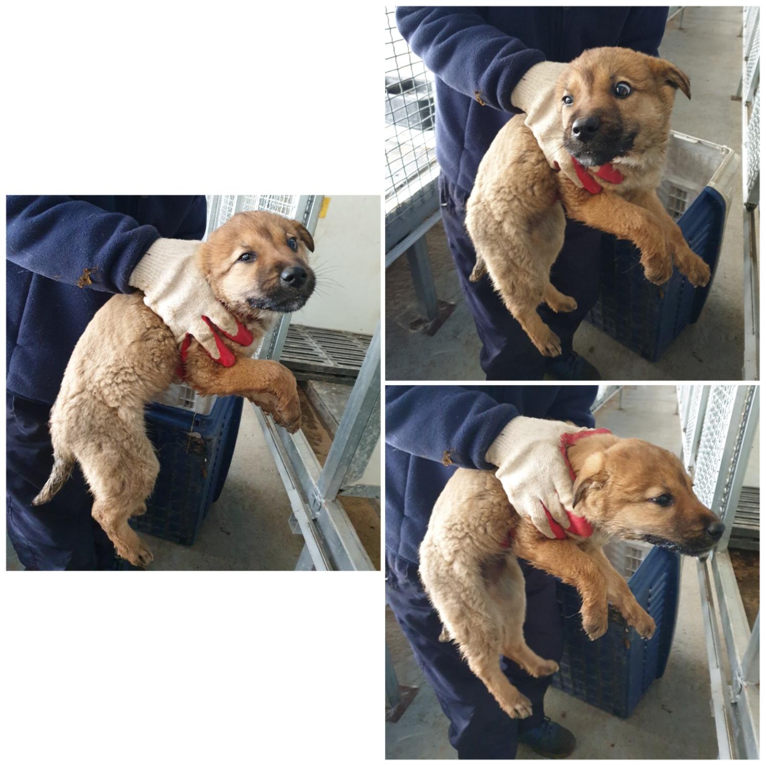 믹스견 이미지 파일 입니다.