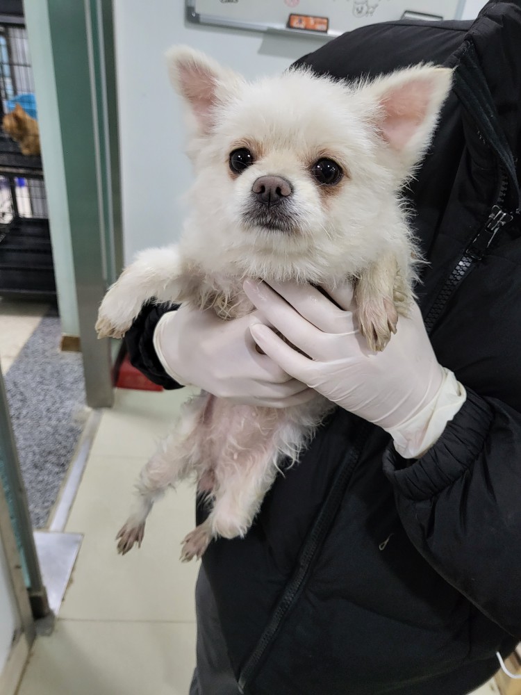 포메라니안 이미지 파일 입니다.