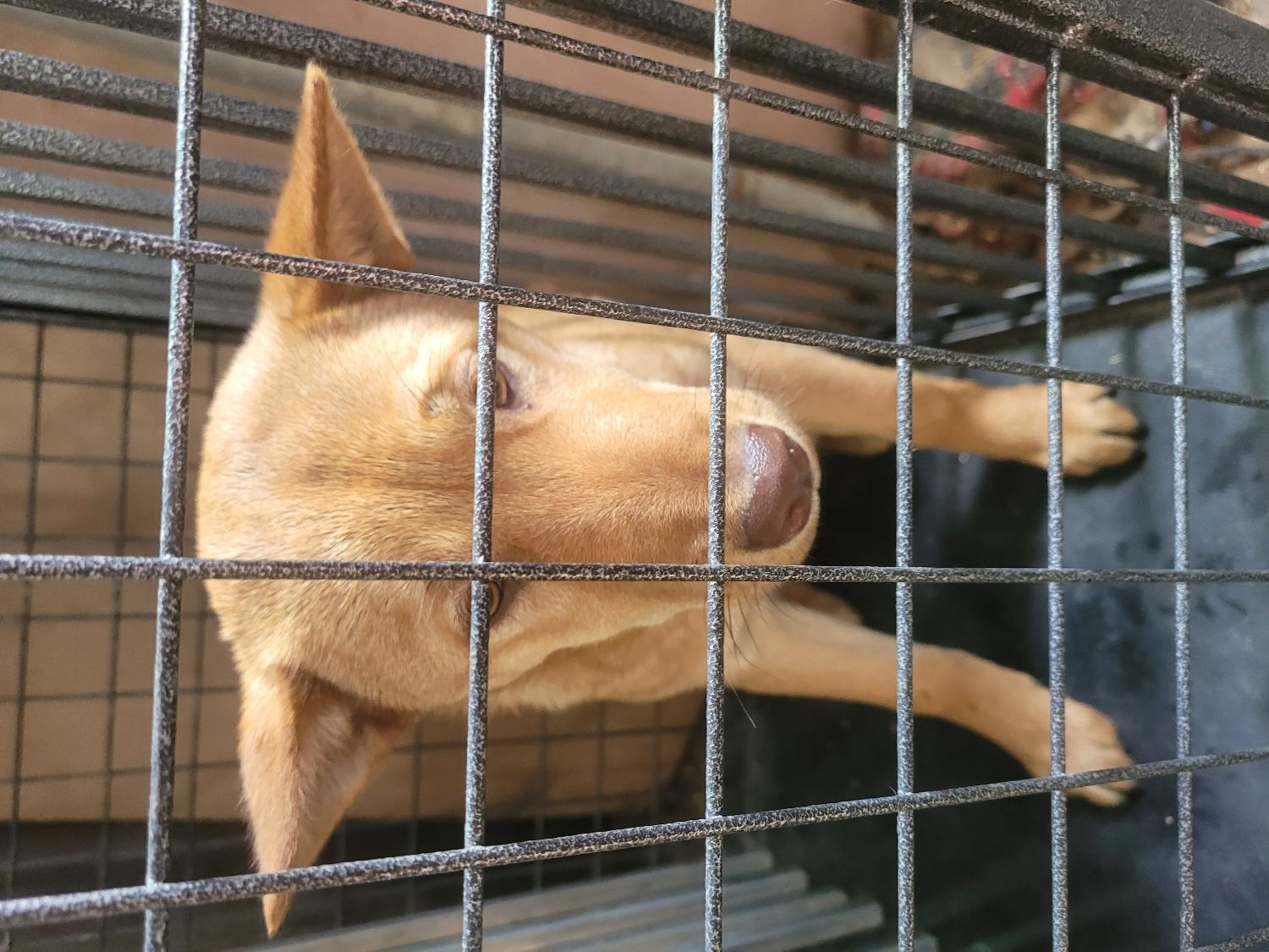 믹스견 이미지 파일 입니다.