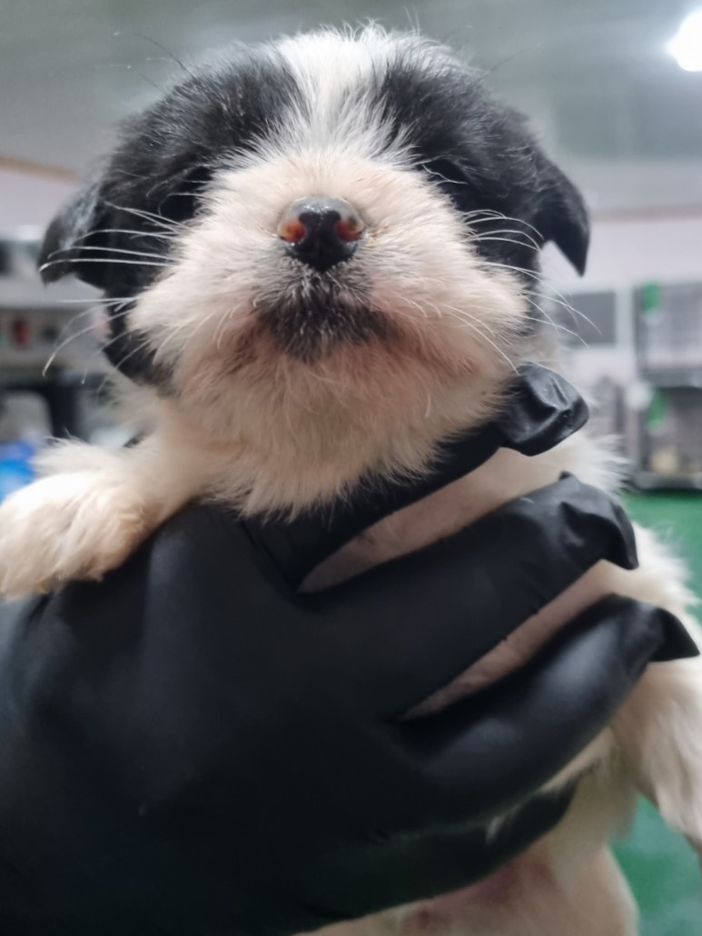 믹스견 이미지 파일 입니다.