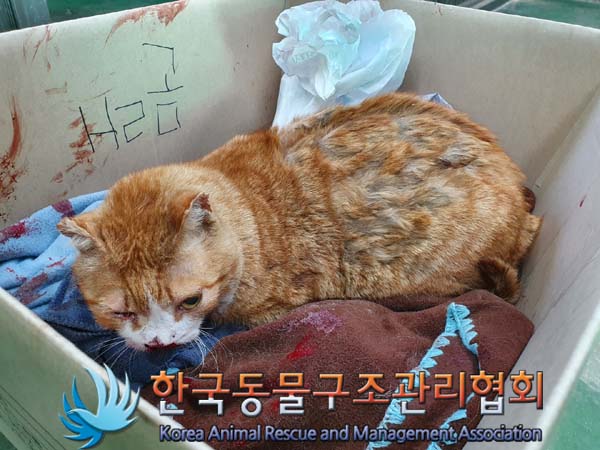 한국 고양이 이미지 파일 입니다.