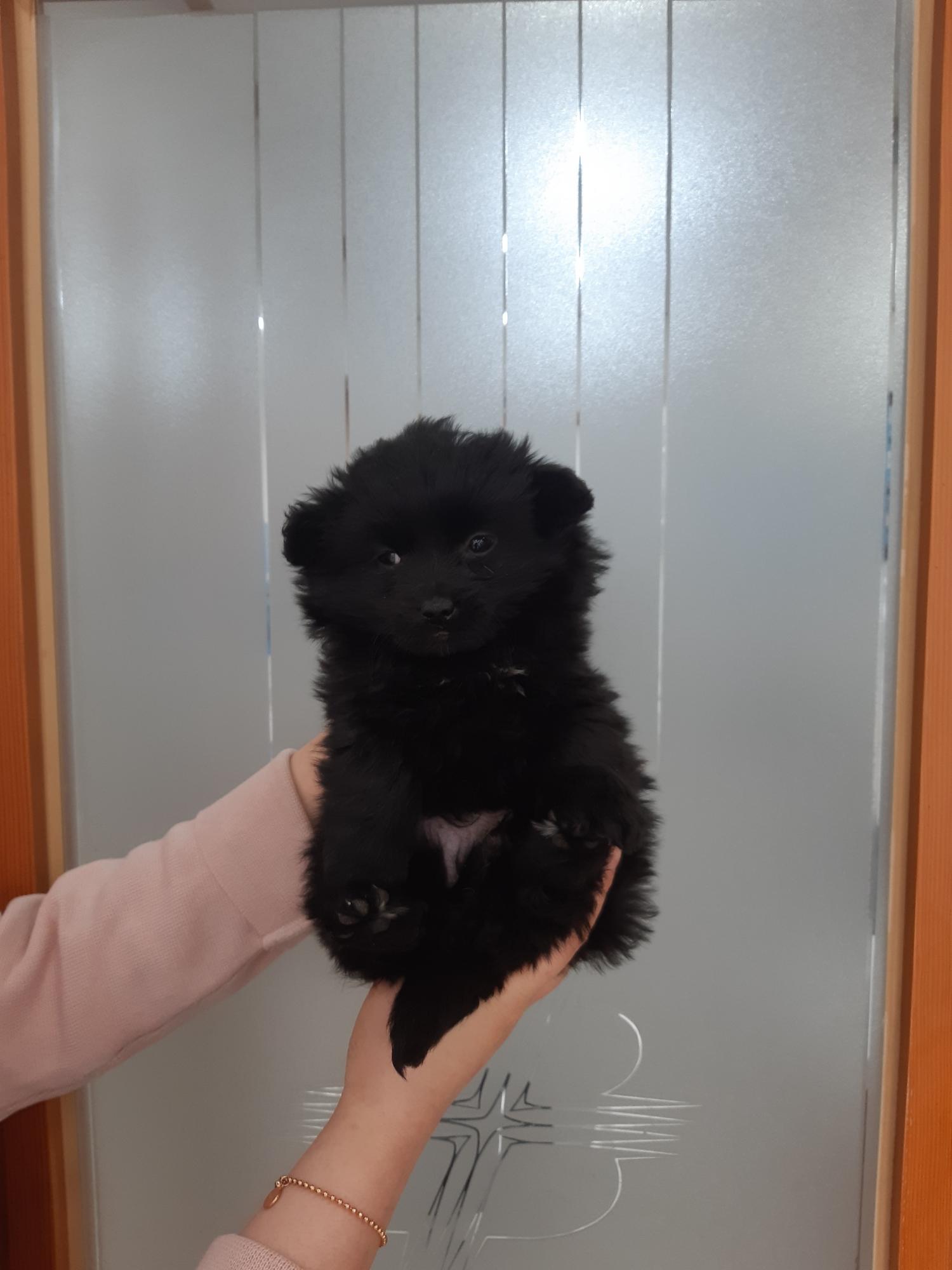 믹스견 이미지 파일 입니다.