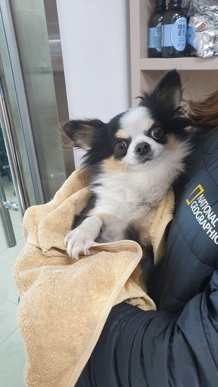 치와와 이미지 파일 입니다.