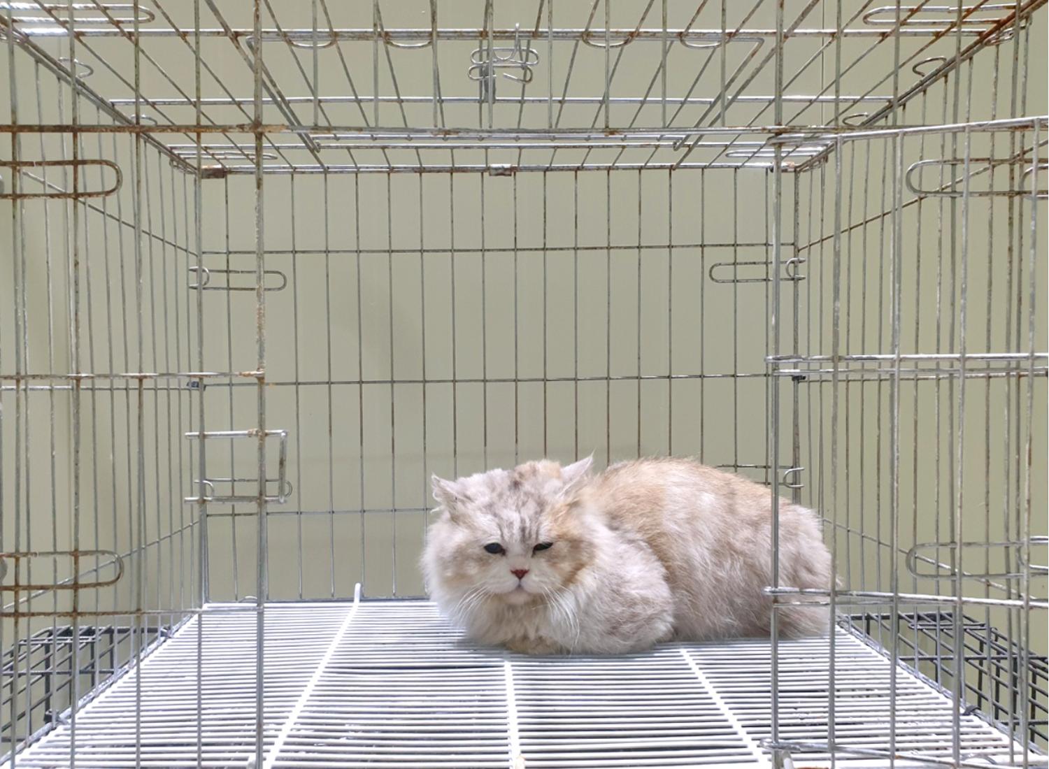 먼치킨 이미지 파일 입니다.