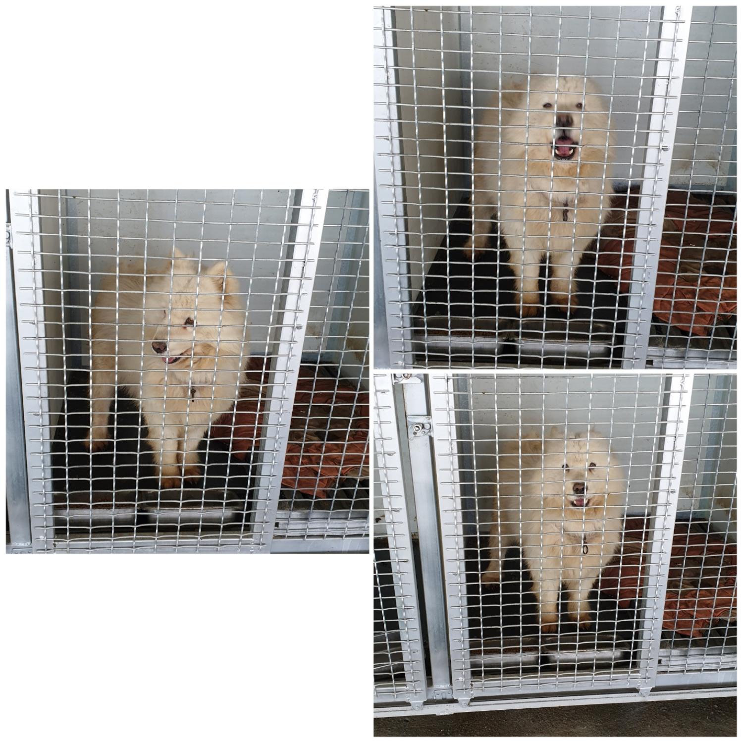 믹스견 이미지 파일 입니다.
