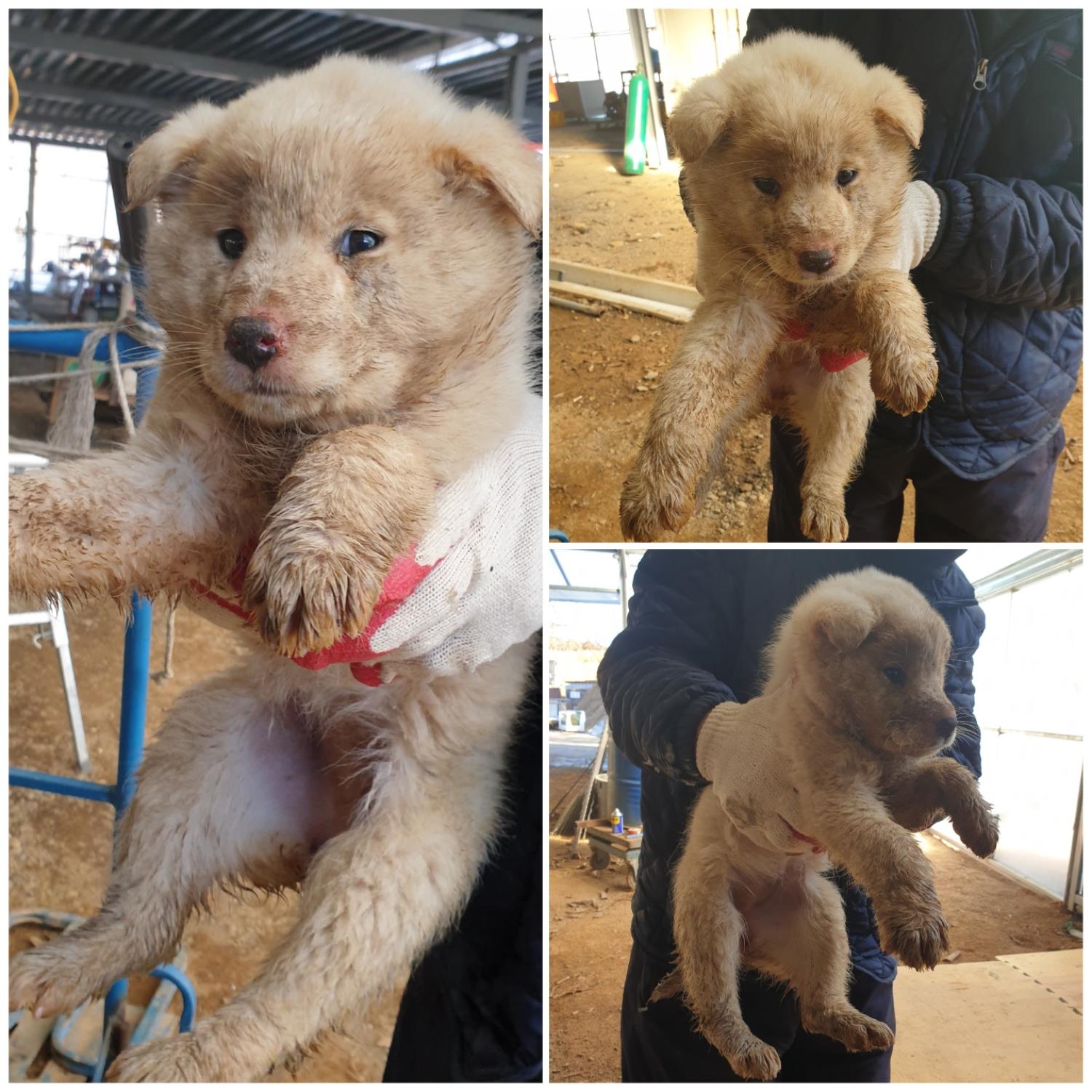 믹스견 이미지 파일 입니다.