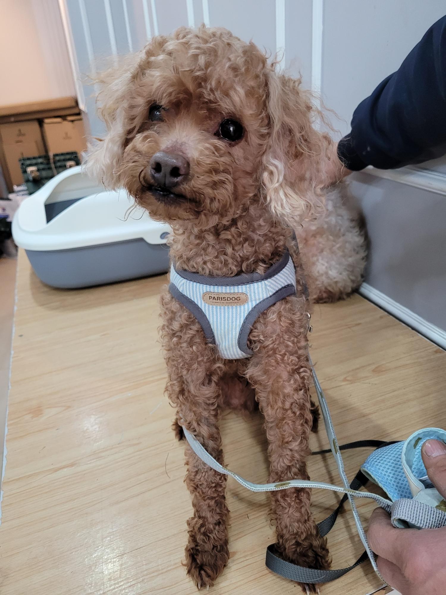 푸들 이미지 파일 입니다.