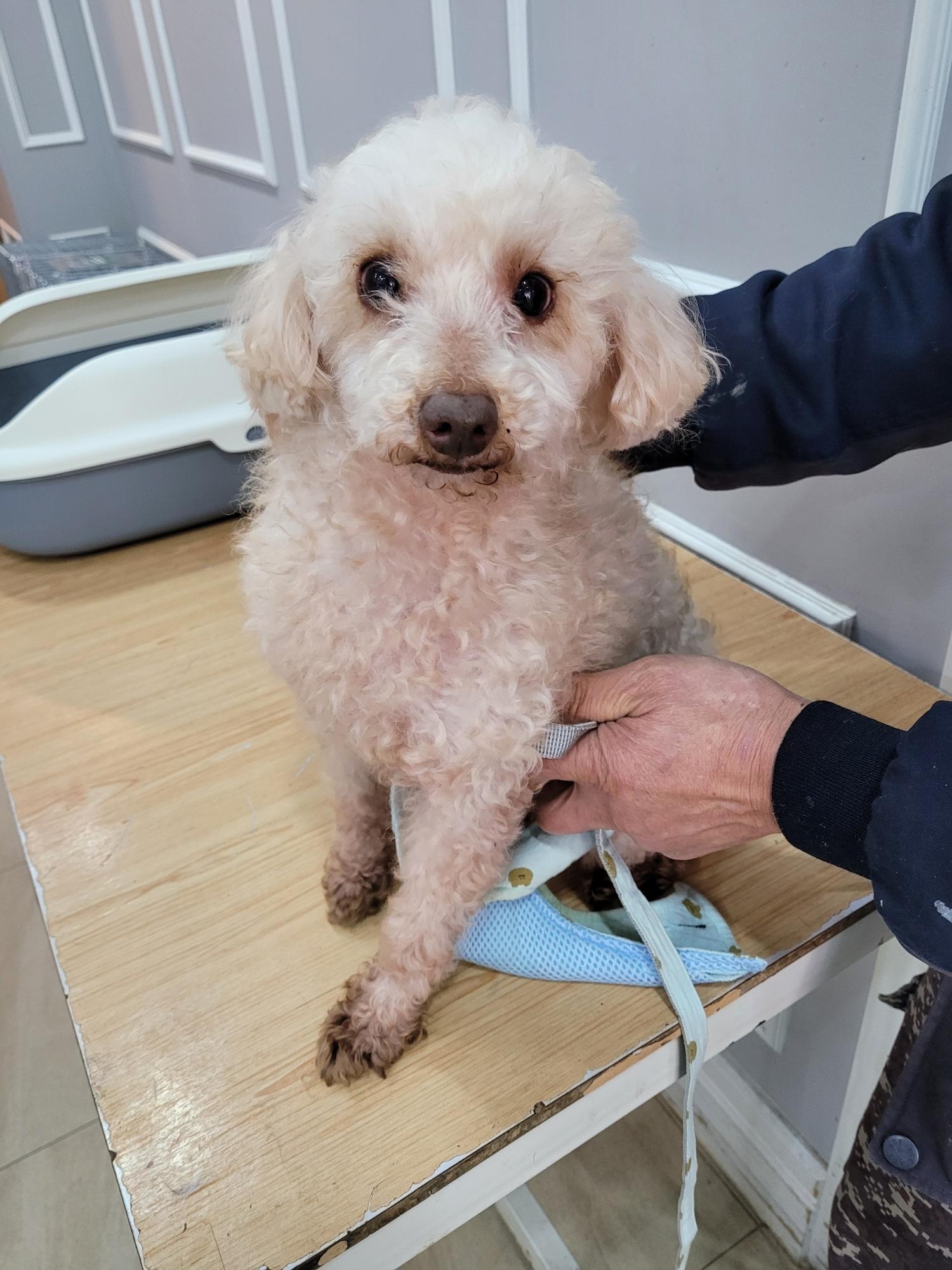 푸들 이미지 파일 입니다.