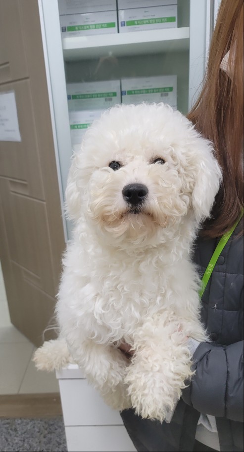 비숑 프리제 이미지 파일 입니다.