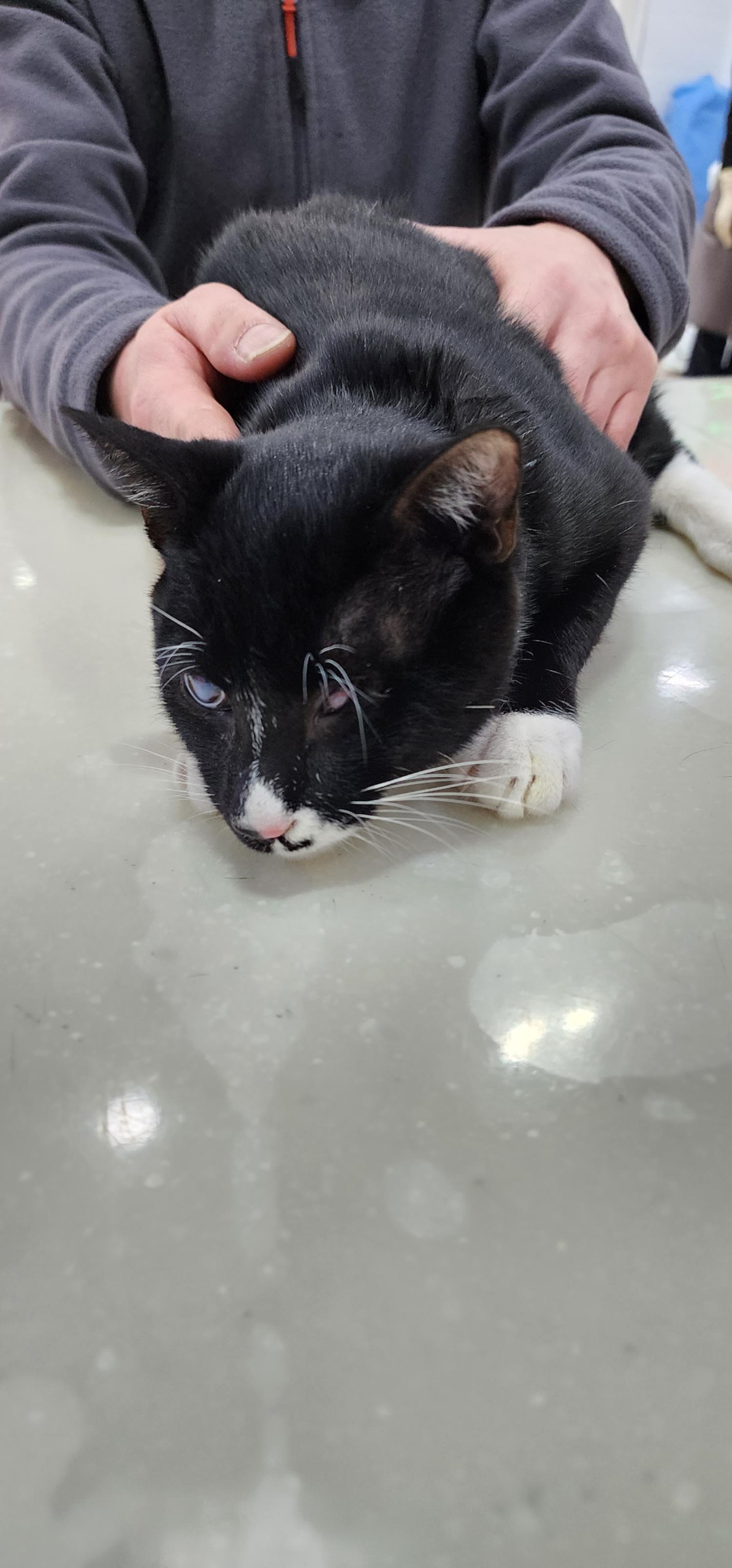 한국 고양이 이미지 파일 입니다.