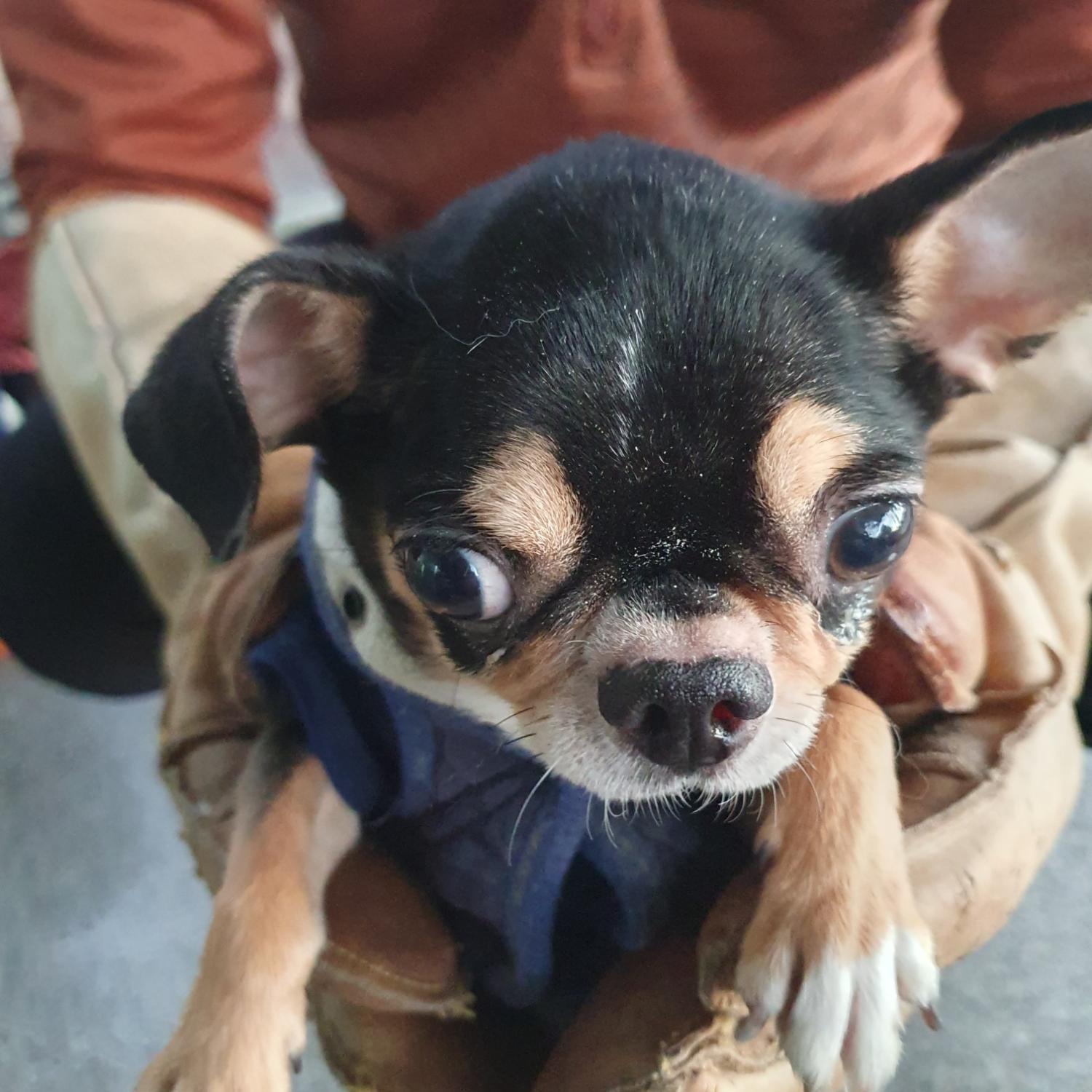 치와와 이미지 파일 입니다.