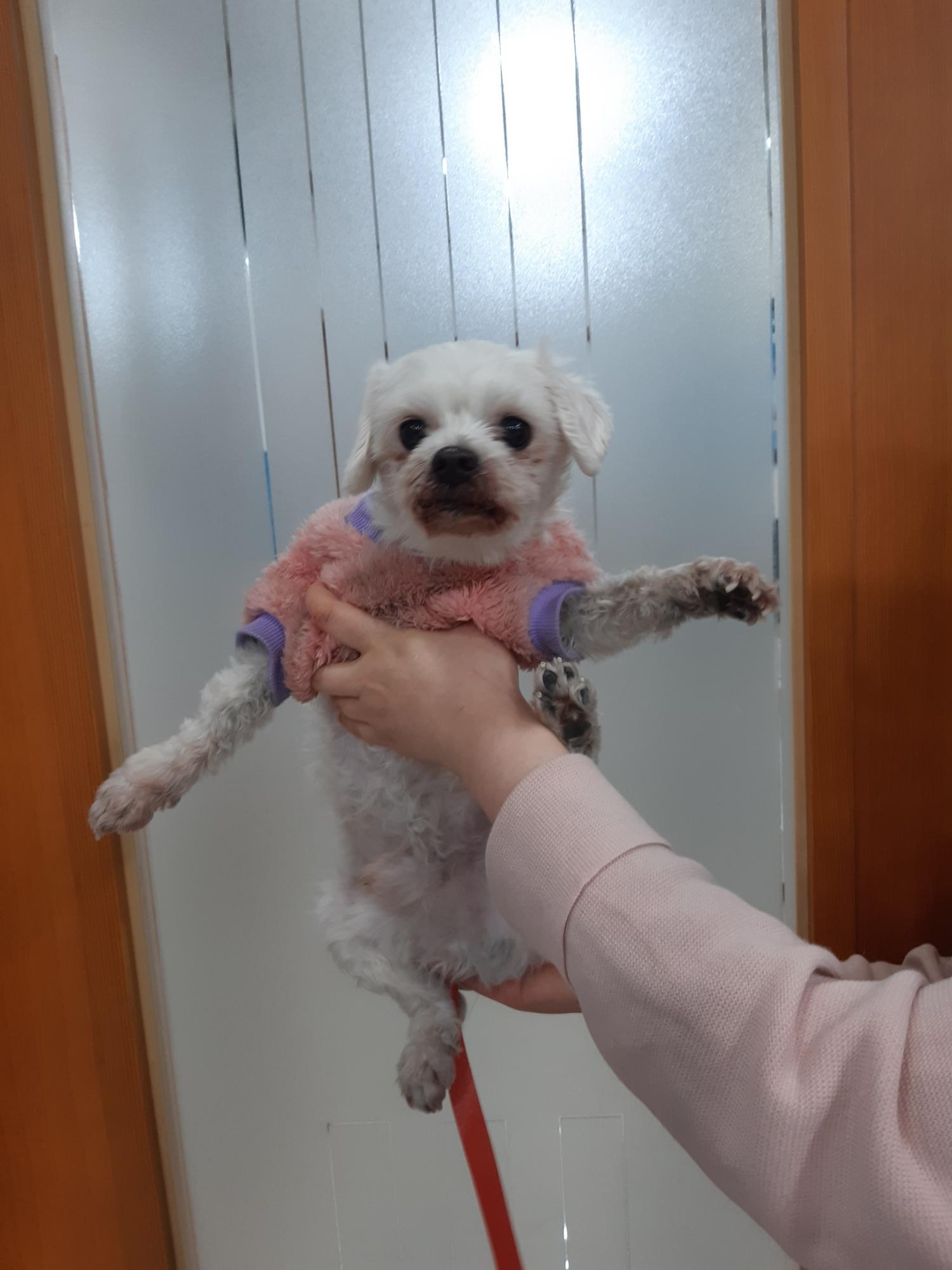 말티즈 이미지 파일 입니다.