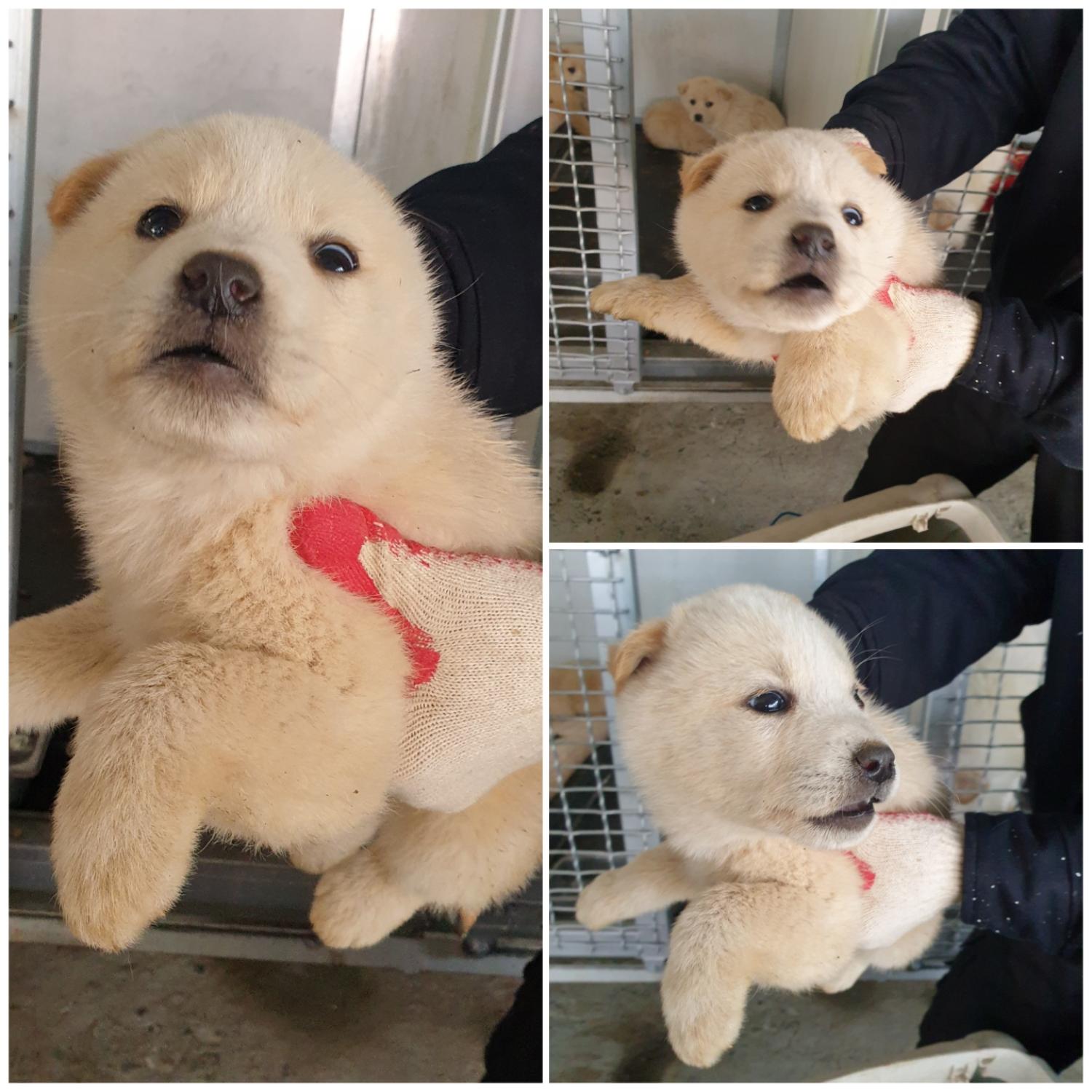 믹스견 이미지 파일 입니다.