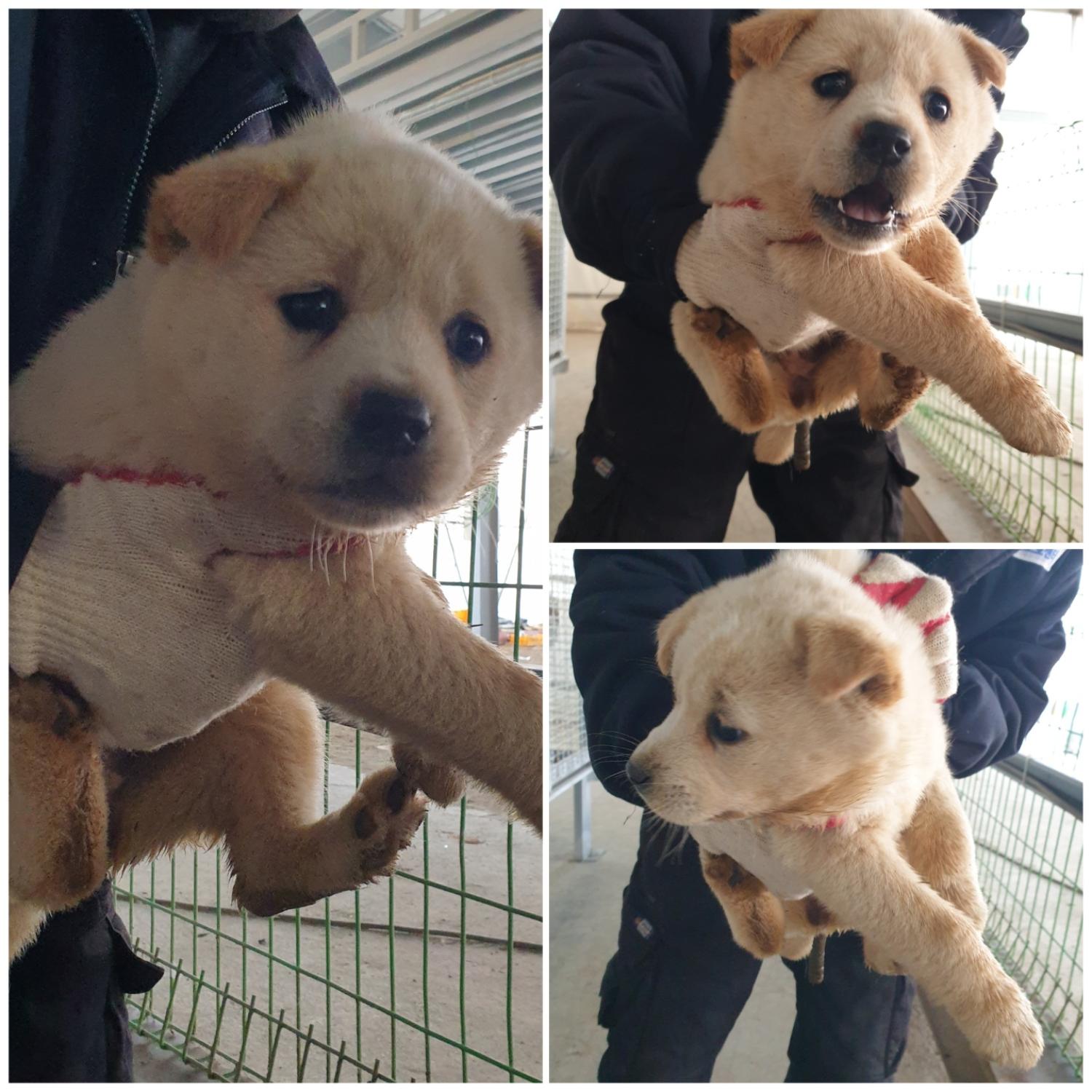 믹스견 이미지 파일 입니다.