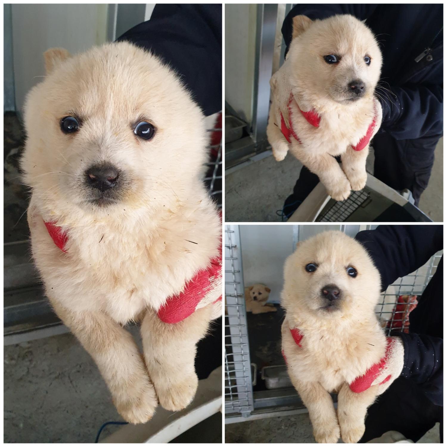 믹스견 이미지 파일 입니다.
