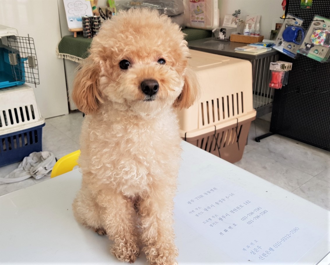 푸들 이미지 파일 입니다.