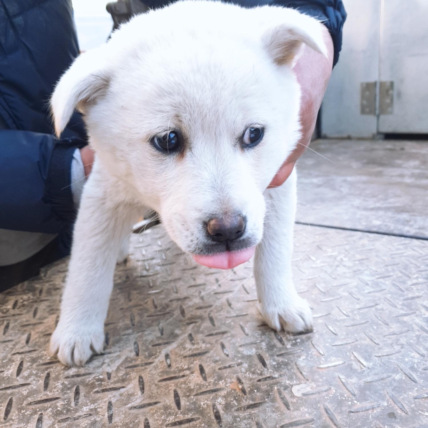 믹스견 이미지 파일 입니다.