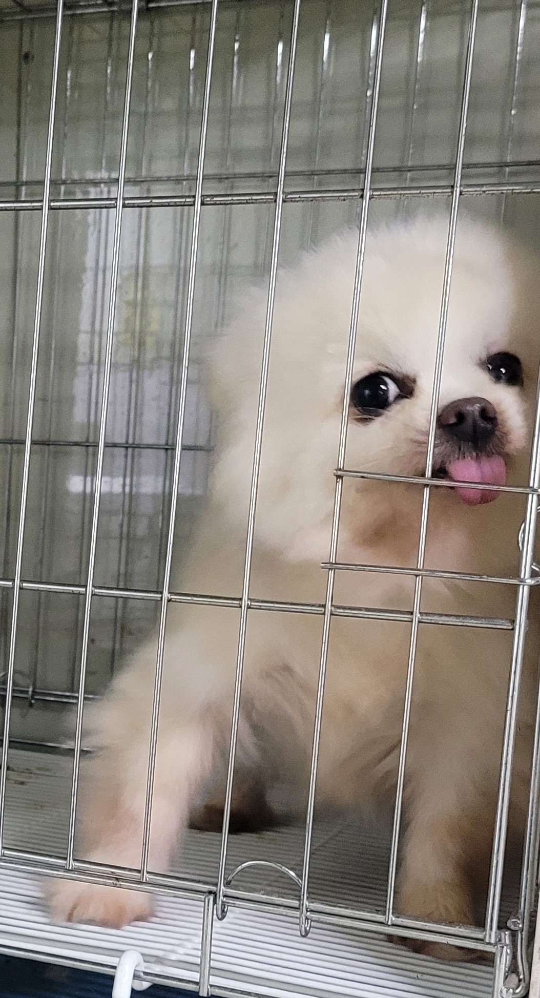 포메라니안 이미지 파일 입니다.