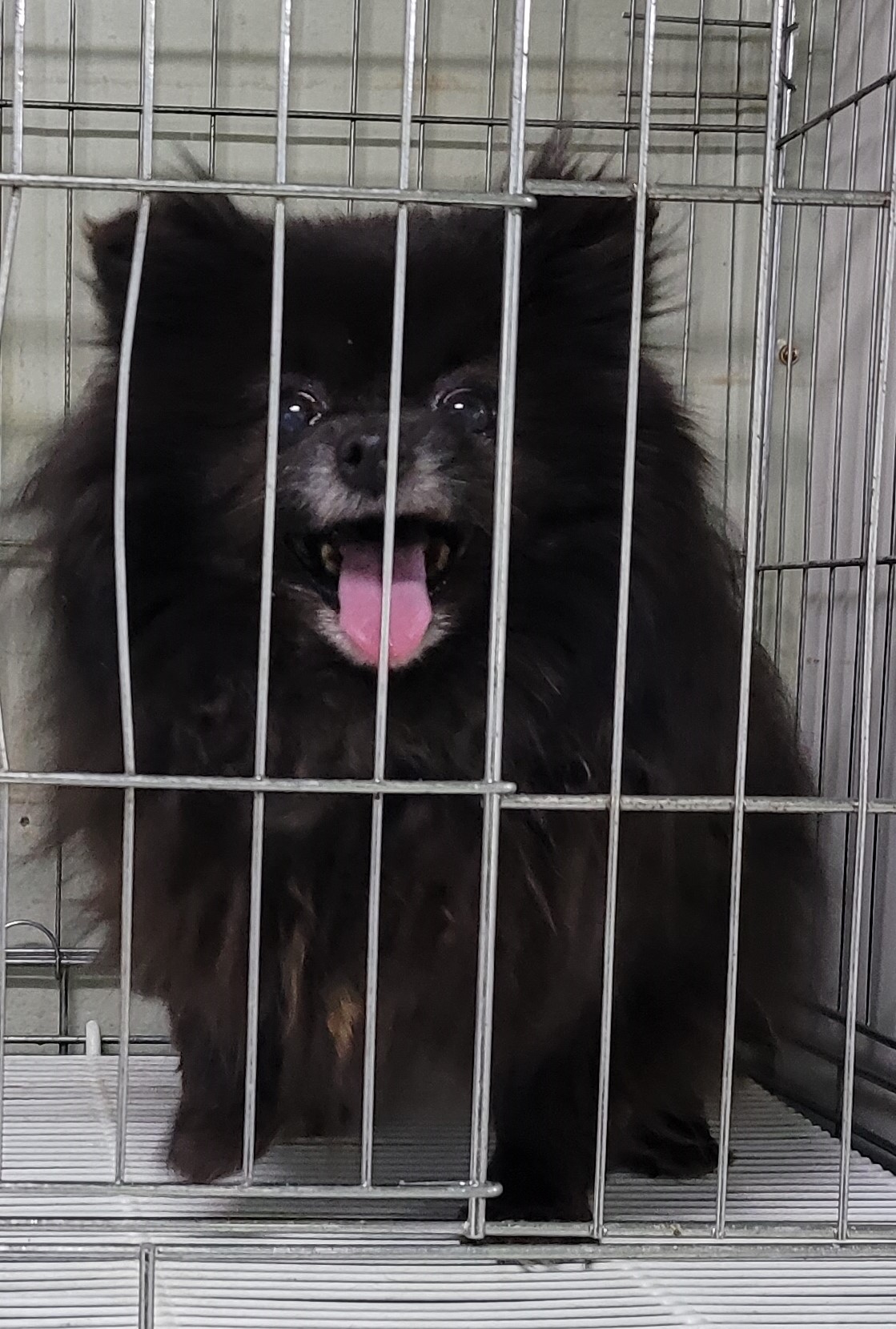 포메라니안 이미지 파일 입니다.