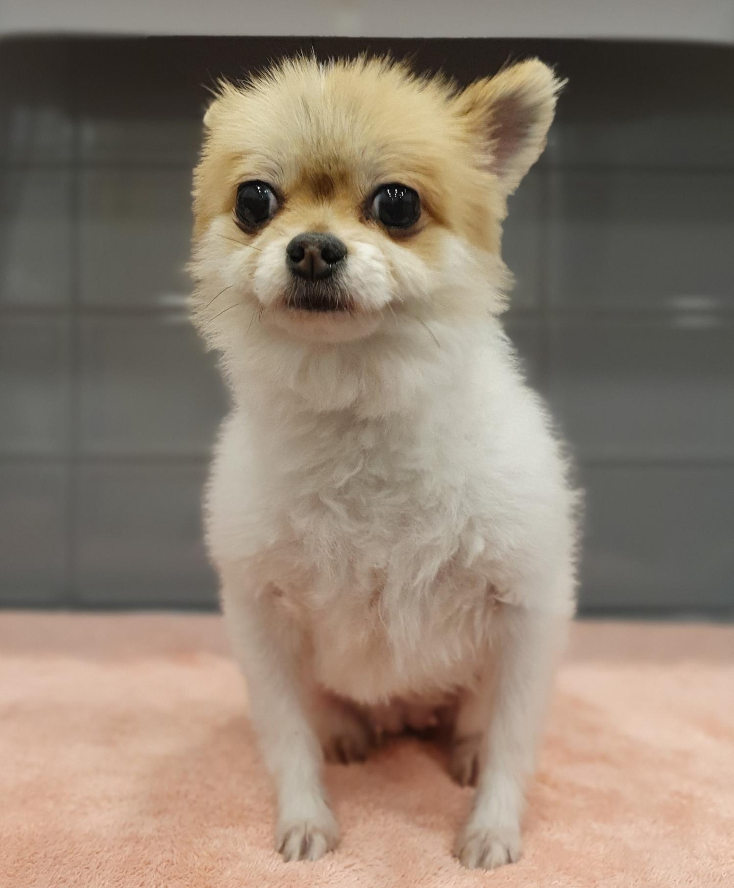 포메라니안 이미지 파일 입니다.