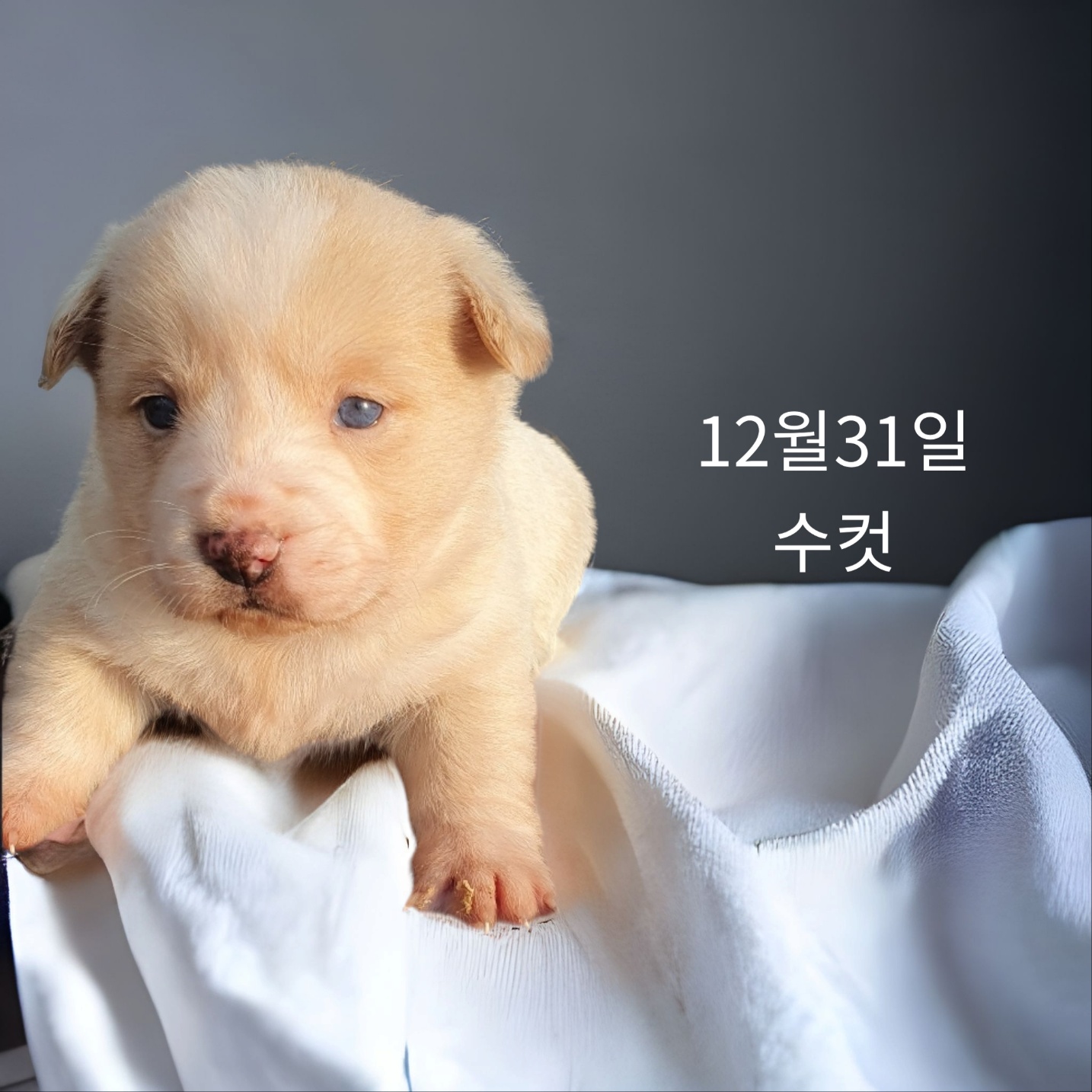 믹스견 이미지 파일 입니다.
