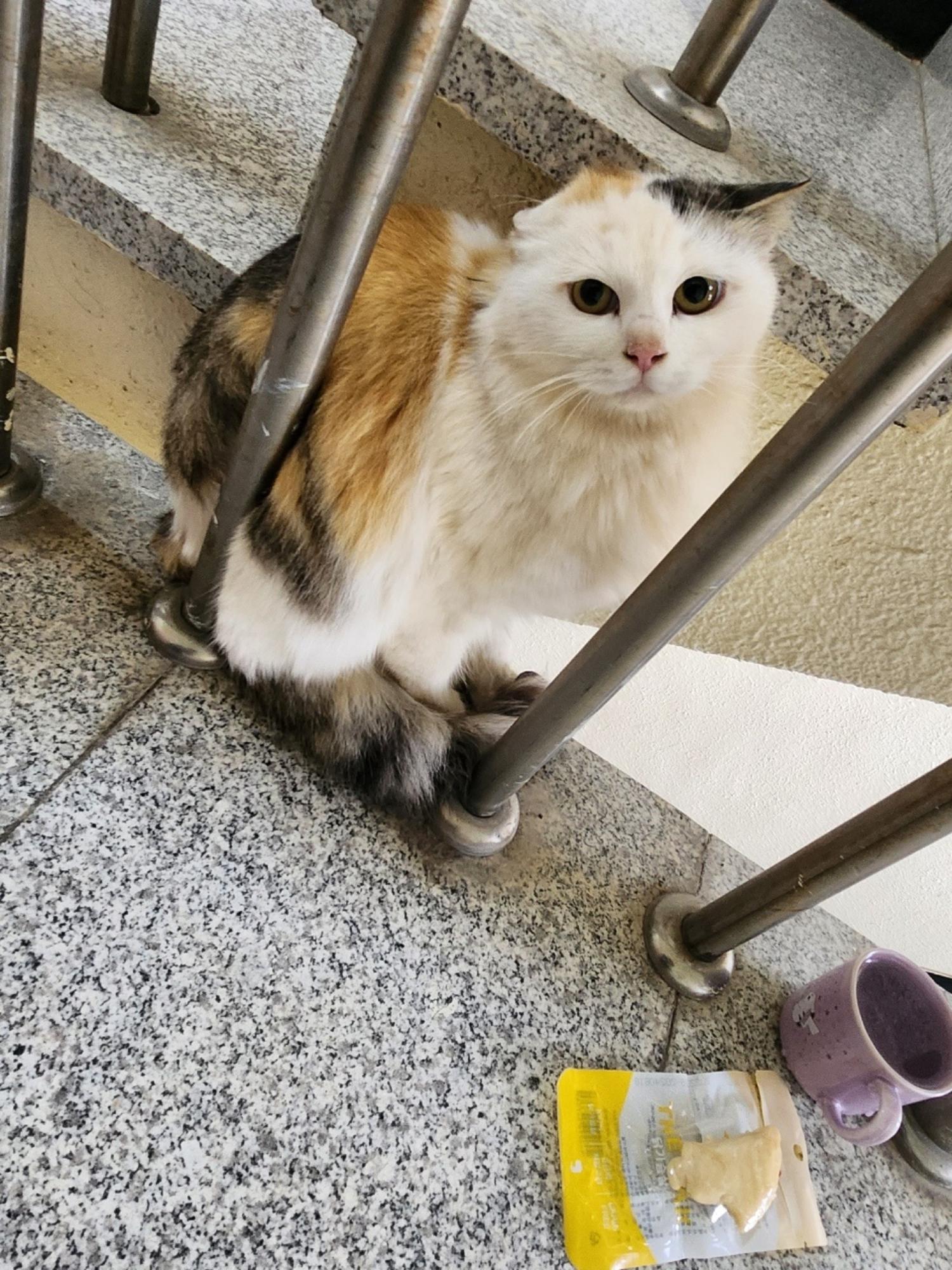 노르웨이 숲 이미지 파일 입니다.