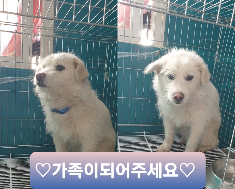 믹스견 이미지 파일 입니다.