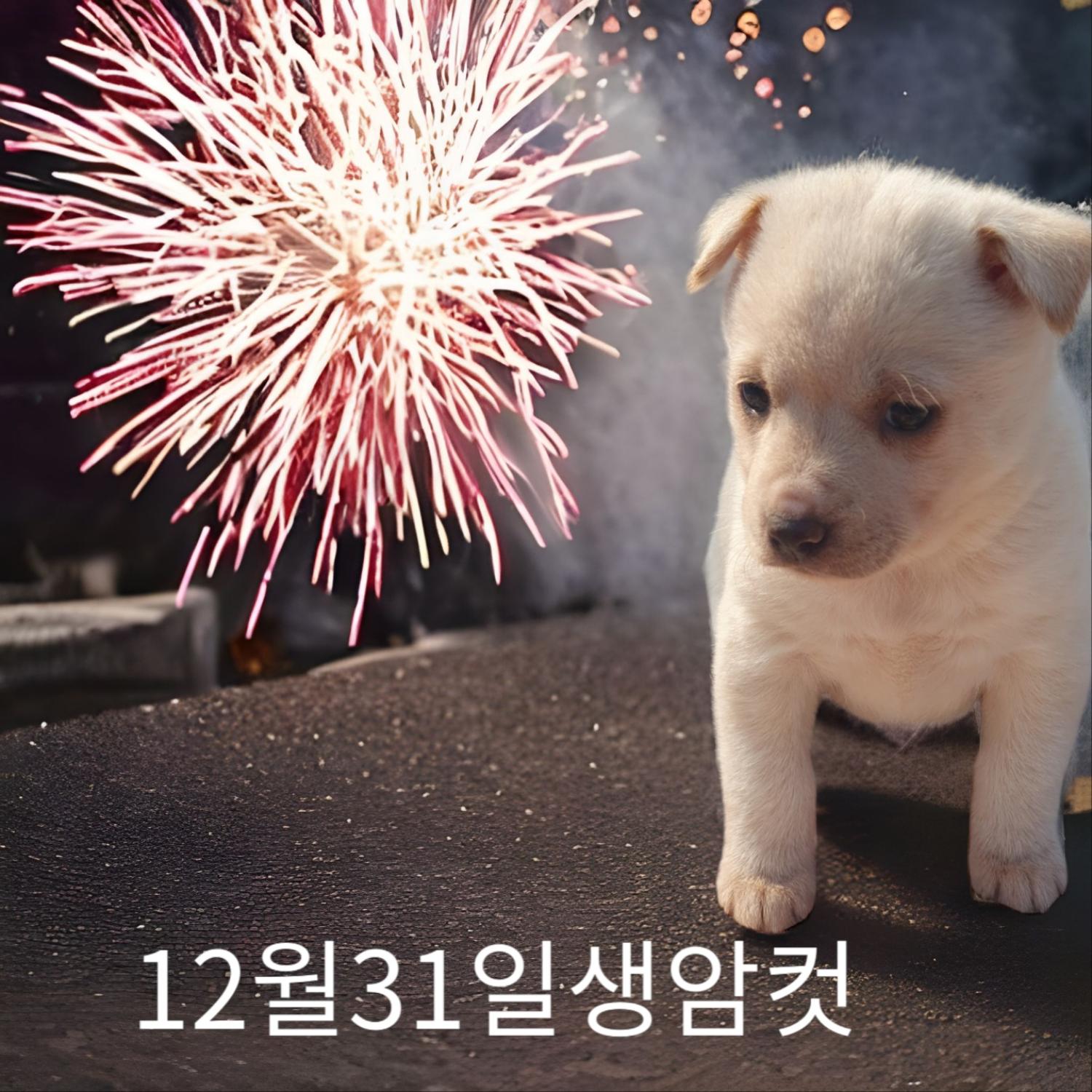 믹스견 이미지 파일 입니다.