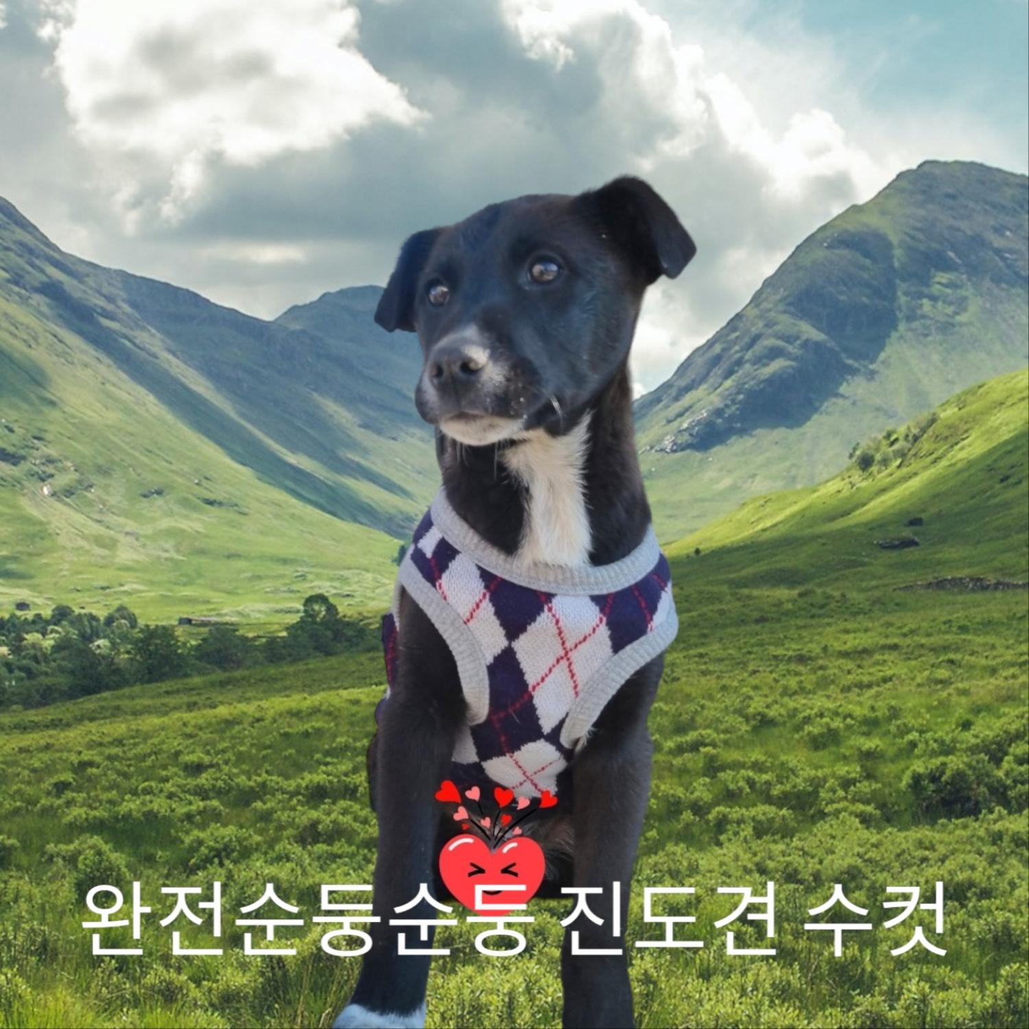 진도견 이미지 파일 입니다.