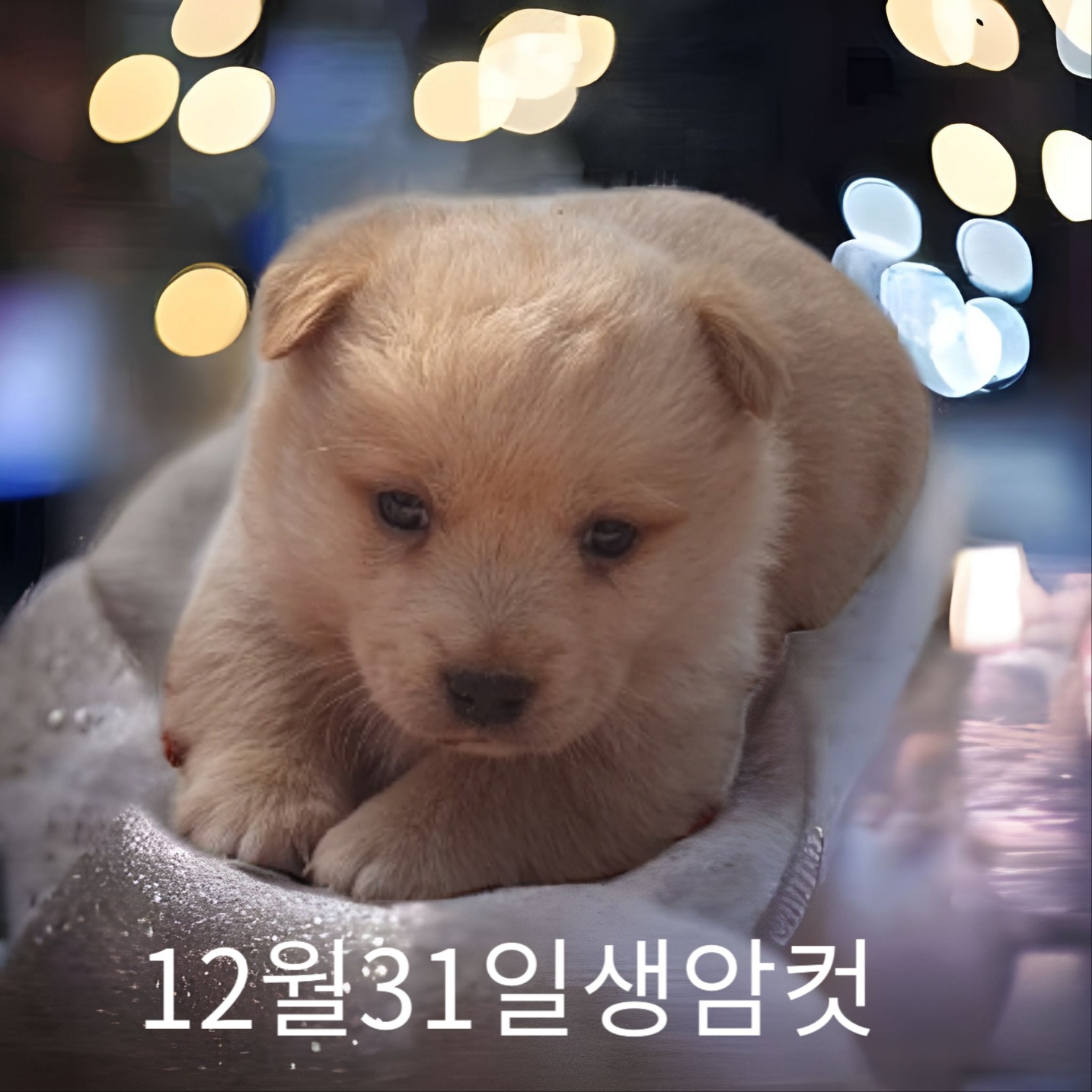 믹스견 이미지 파일 입니다.