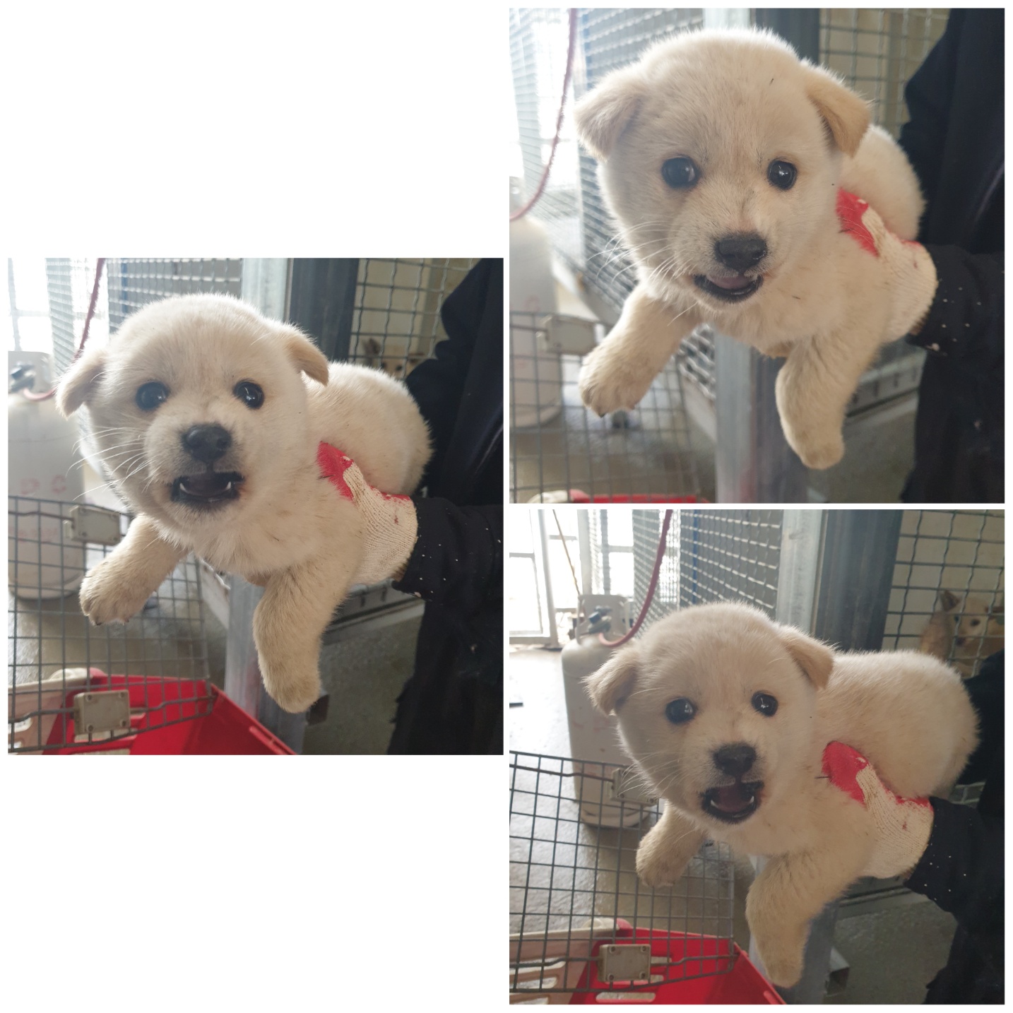 믹스견 이미지 파일 입니다.