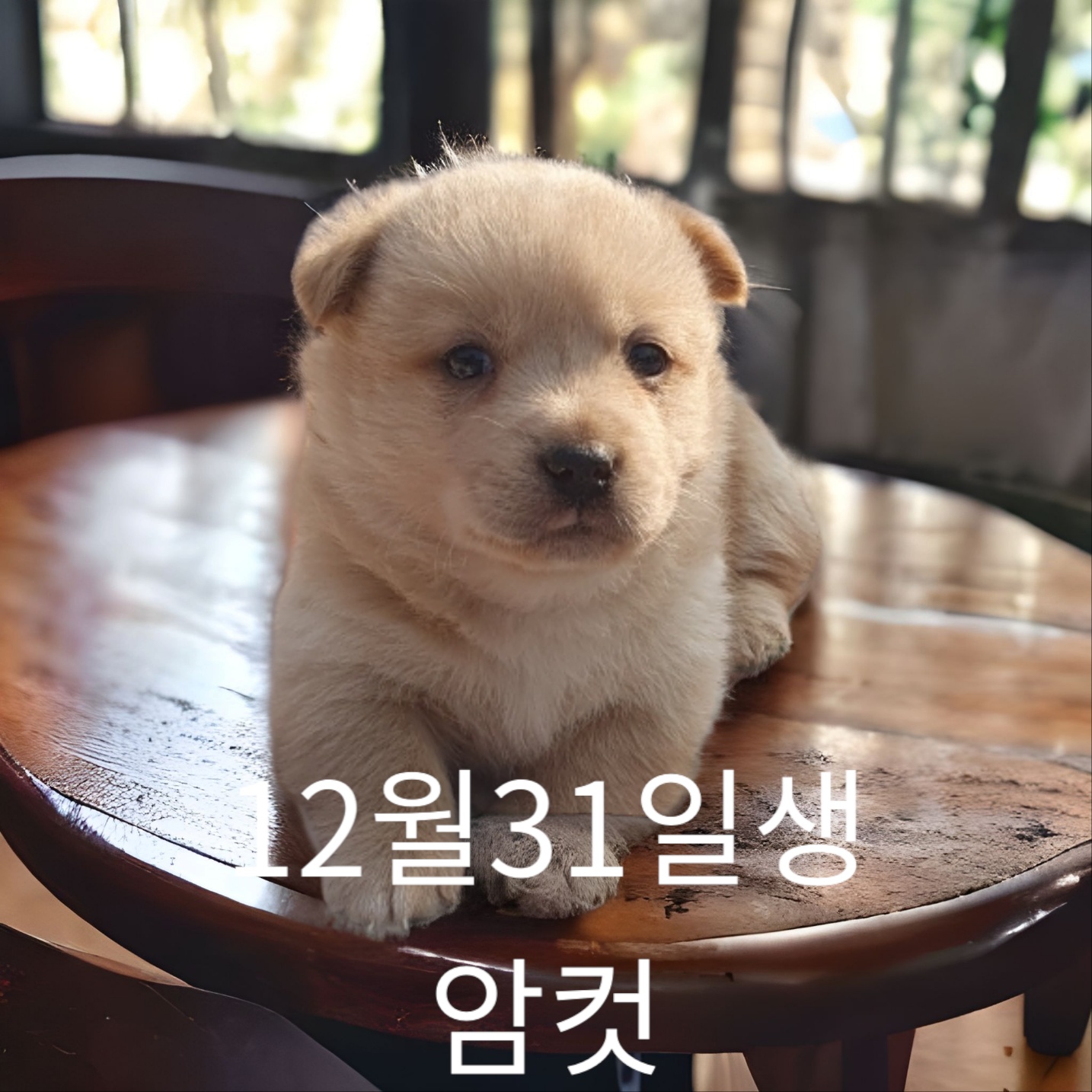 믹스견 이미지 파일 입니다.