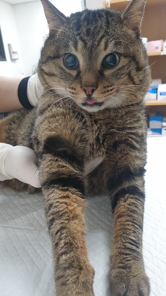 한국 고양이 이미지 파일 입니다.